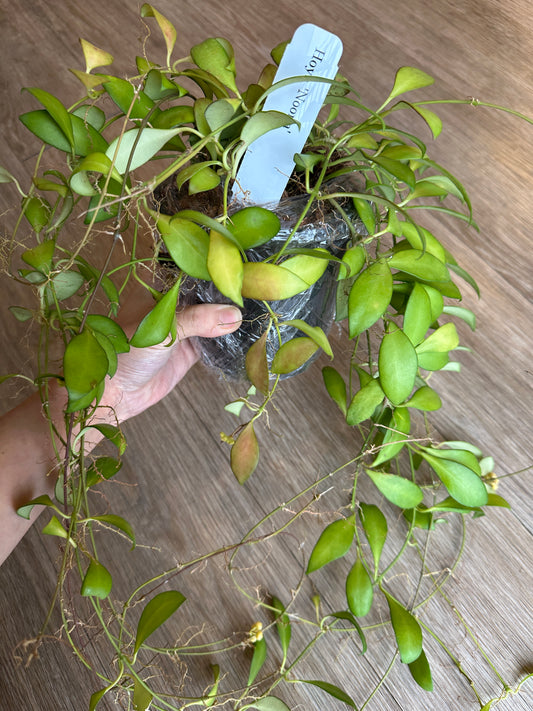 Hoya Noona- live flowering plant 4 inch hanging basket