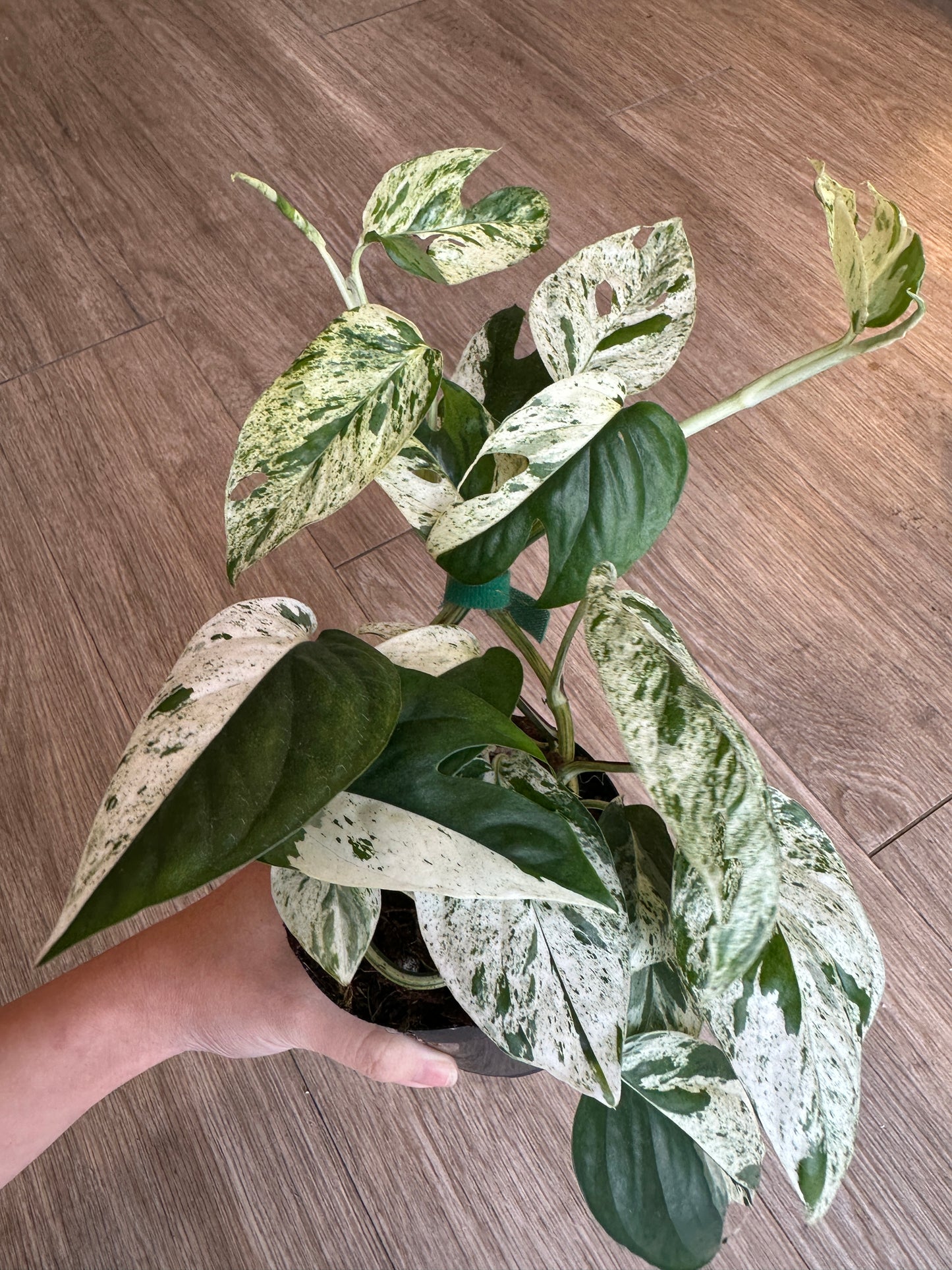 Epipremnum Pinnatum Marble Variegated- 4" pot with plank