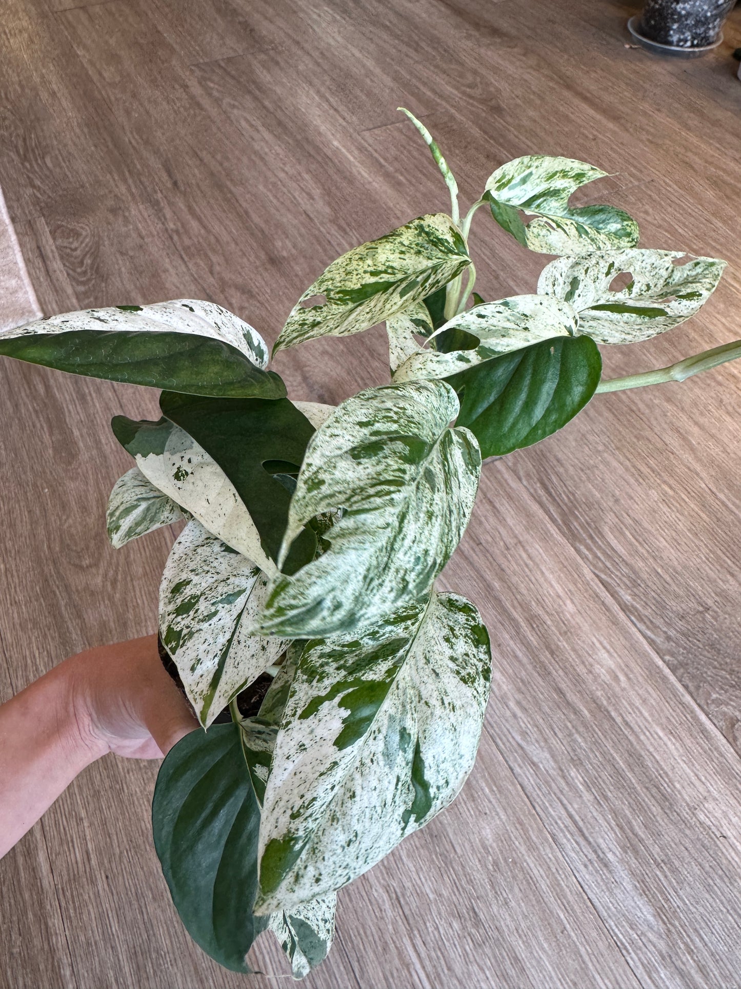 Epipremnum Pinnatum Marble Variegated- 4" pot with plank