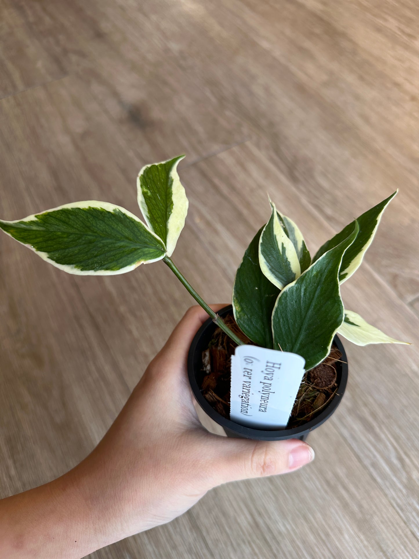 Hoya Polyneura Outer Variegated - 3" pot