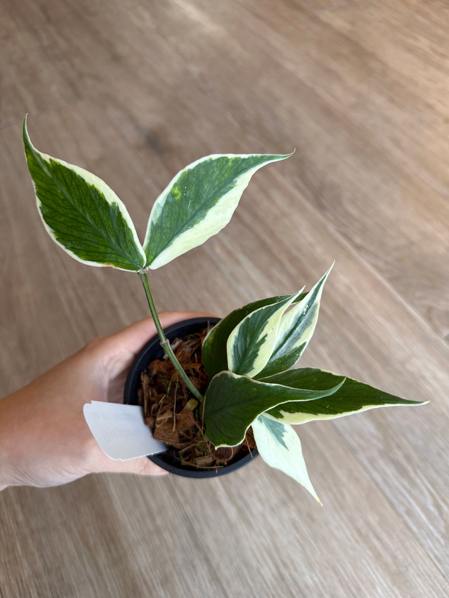 Hoya Polyneura Outer Variegated - 3" pot