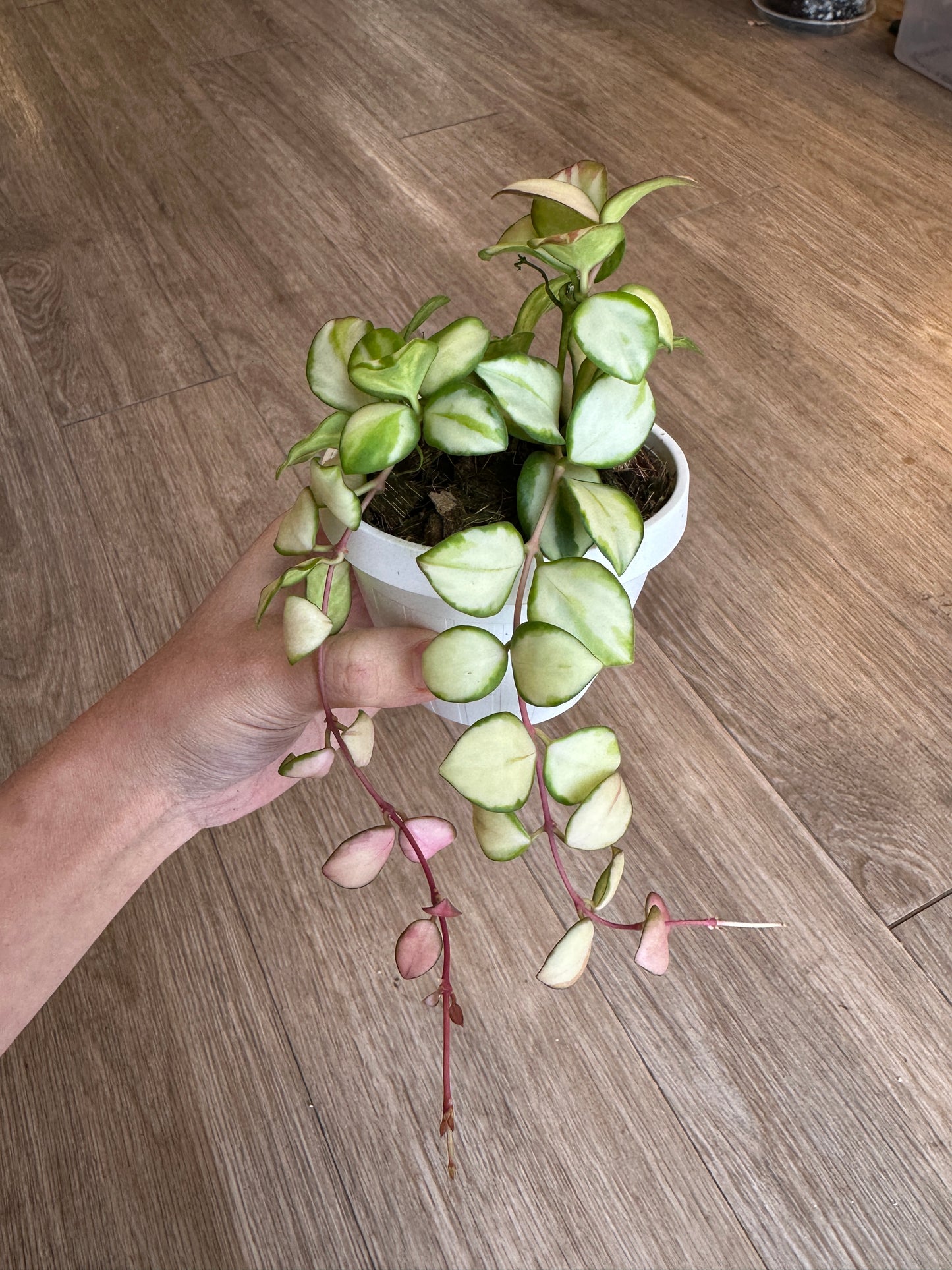 Hoya Heuschkeliana Variegated - 3" hanging basket