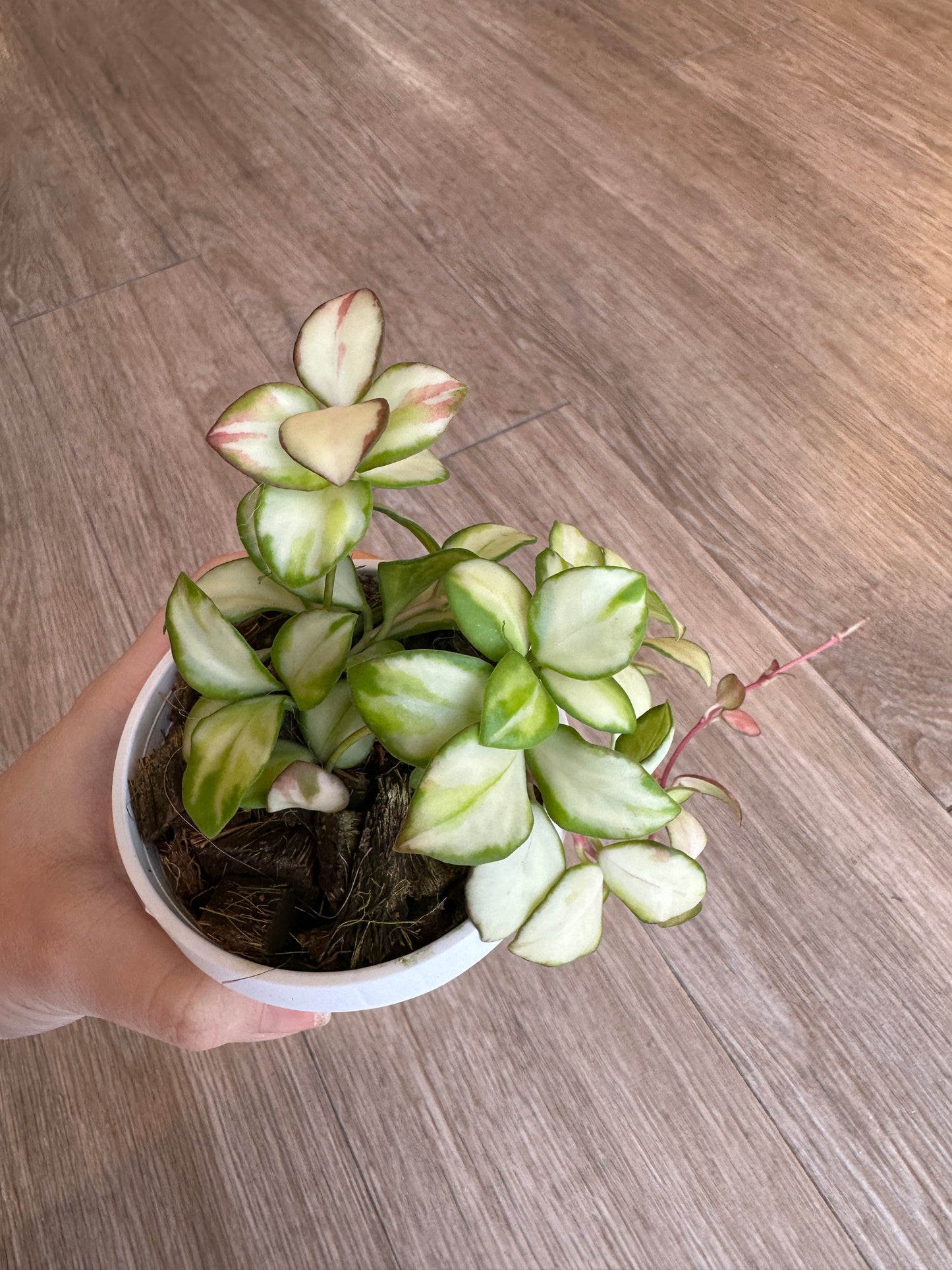 Hoya Heuschkeliana Variegated - 3" hanging basket