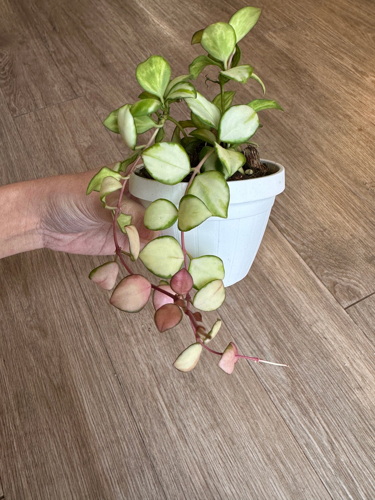 Hoya Heuschkeliana Variegated - 3" hanging basket