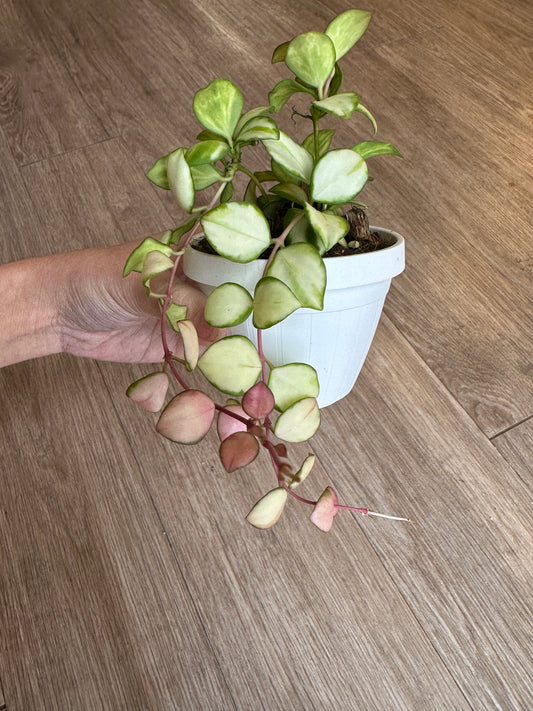 Hoya Heuschkeliana Variegated - 3" hanging basket