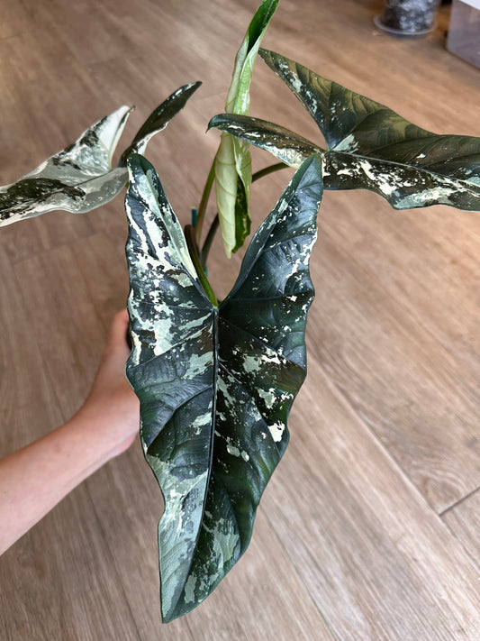 Alocasia Simpo Albo Variegated - 4" pot