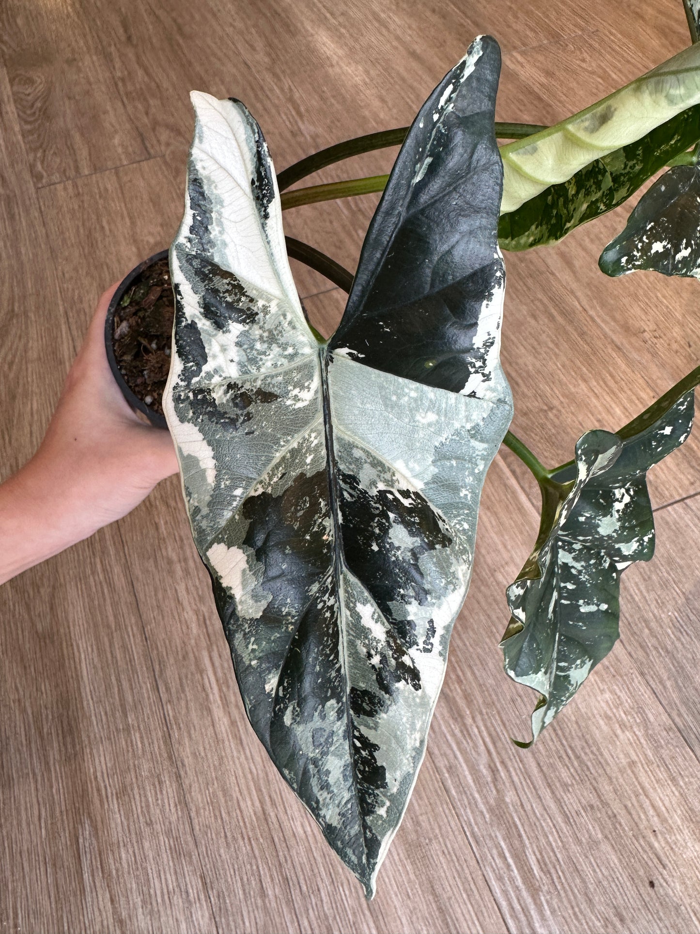Alocasia Simpo Albo Variegated - 4" pot