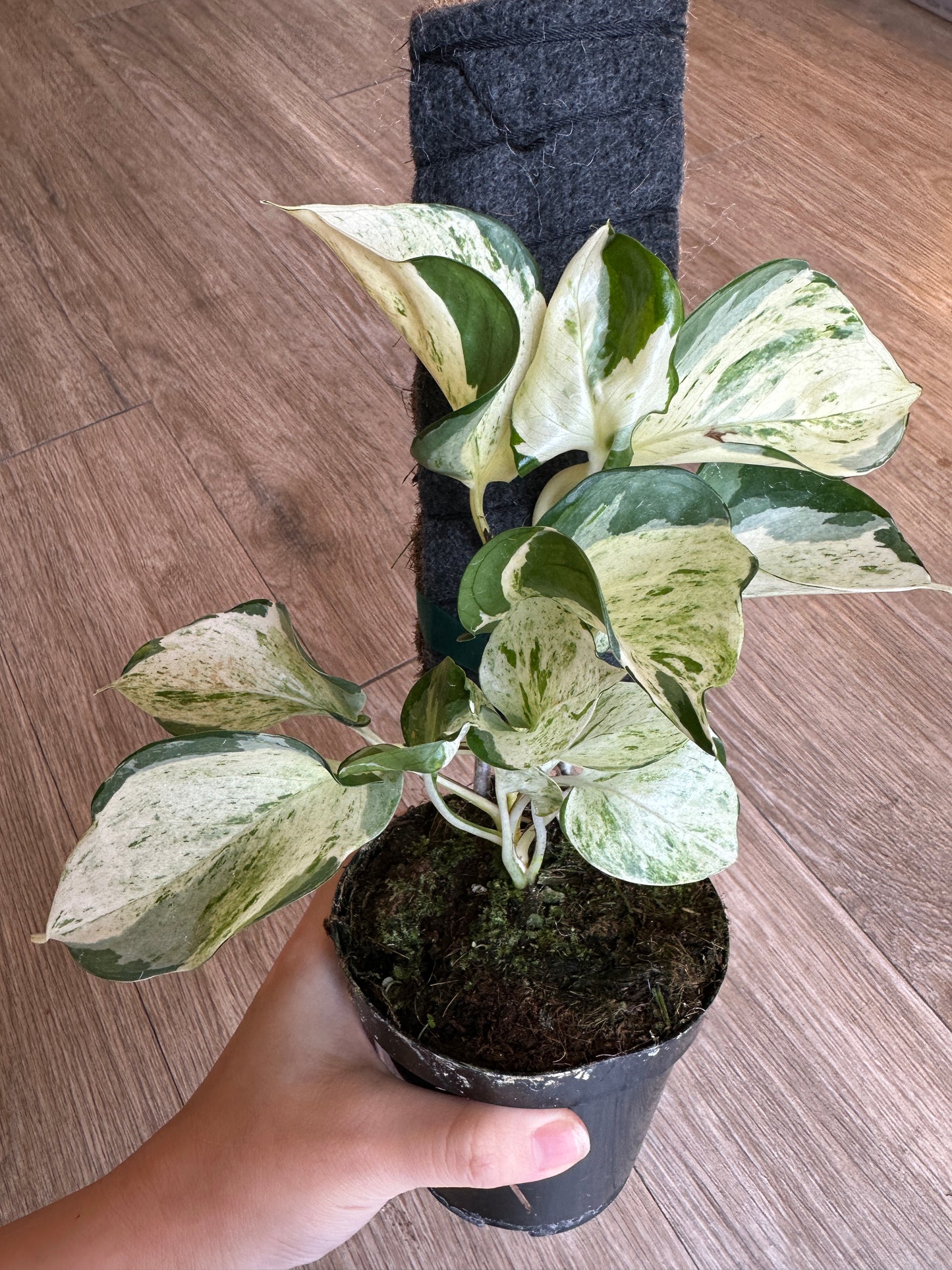 Pothos Manjula, Epipremnum Aureum - 4" pot with plank