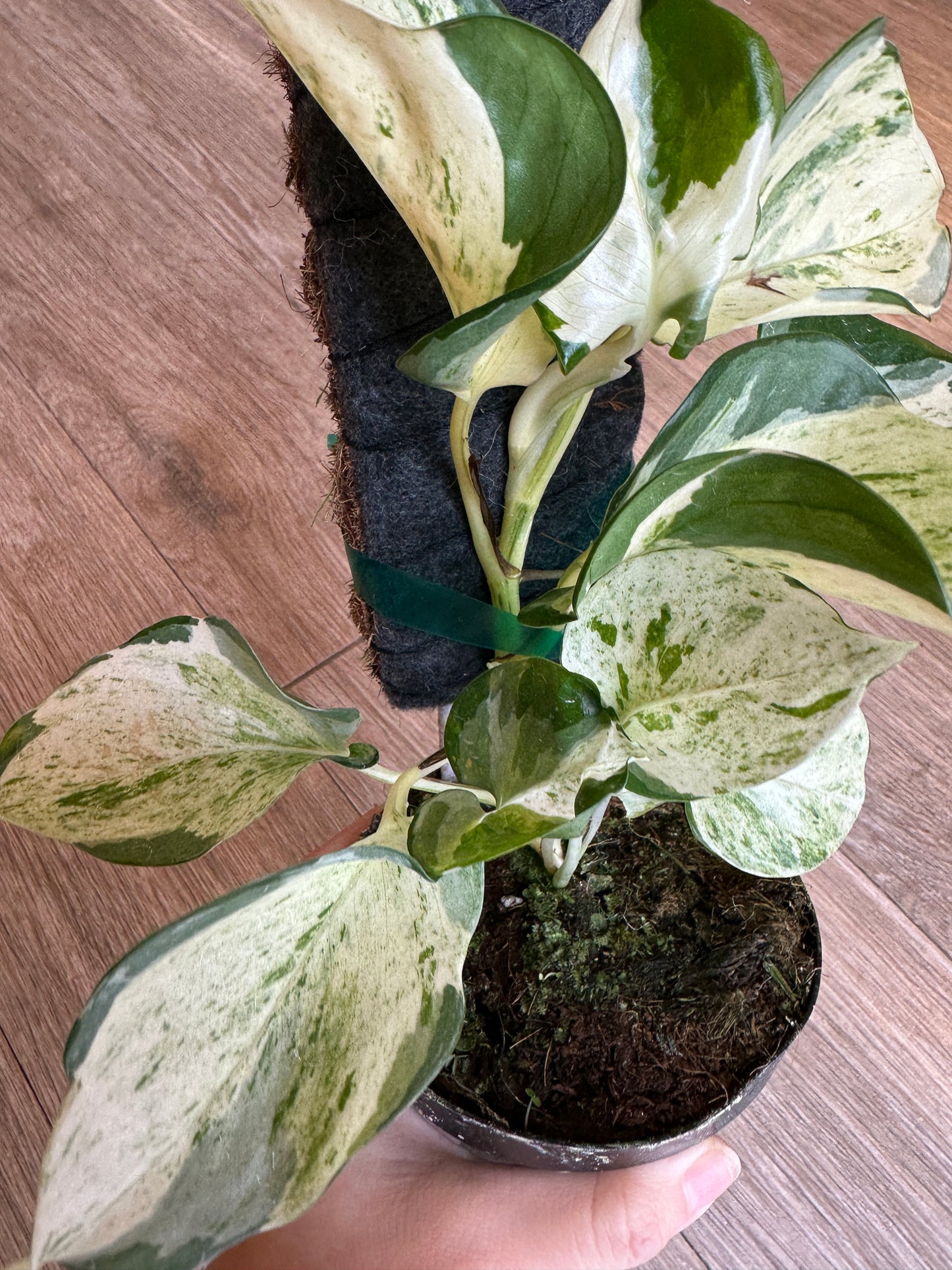 Pothos Manjula, Epipremnum Aureum - 4" pot with plank