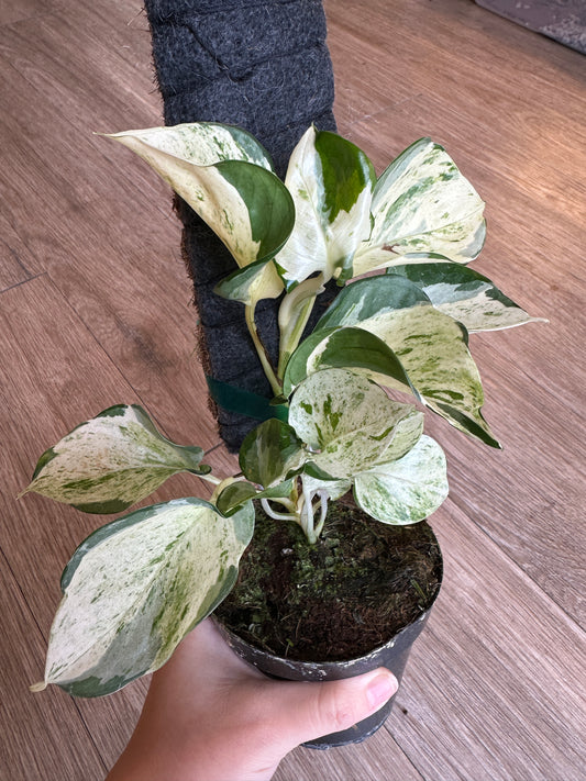 Pothos Manjula, Epipremnum Aureum - 4" pot with plank