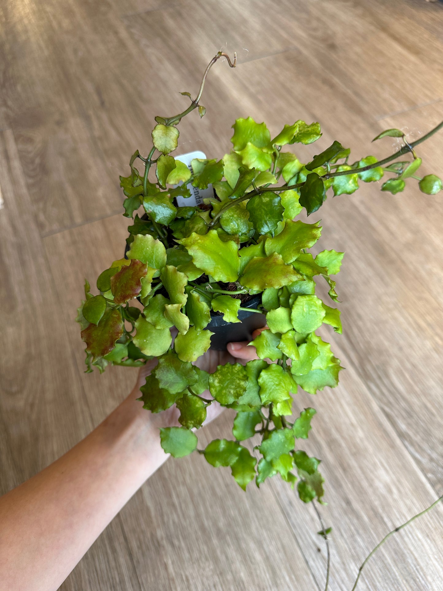 Hoya Endauensis- 4" hanging basket