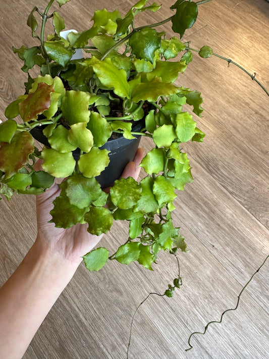 Hoya Endauensis- 4" hanging basket