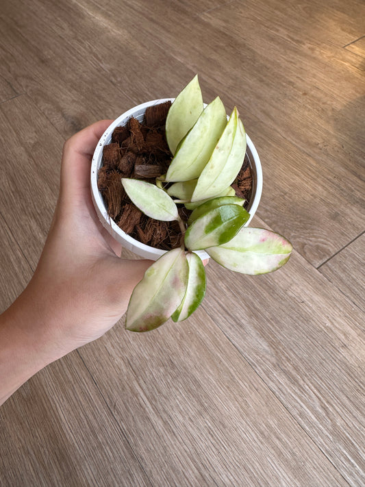 Hoya Walliniana Variegated - 3" hanging basket