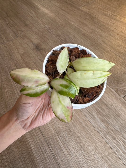 Hoya Walliniana Variegated - 3" hanging basket