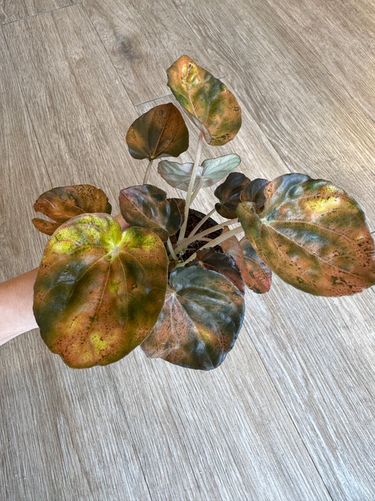 Peperomia Carnival- 3" pot