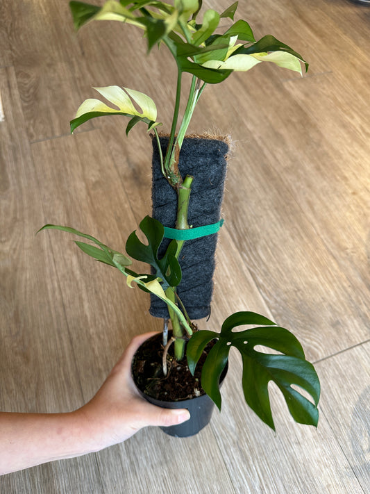Rhaphidophora Tetrasperma Variegated,  Mini Monstera variegated- 4" pot with plank