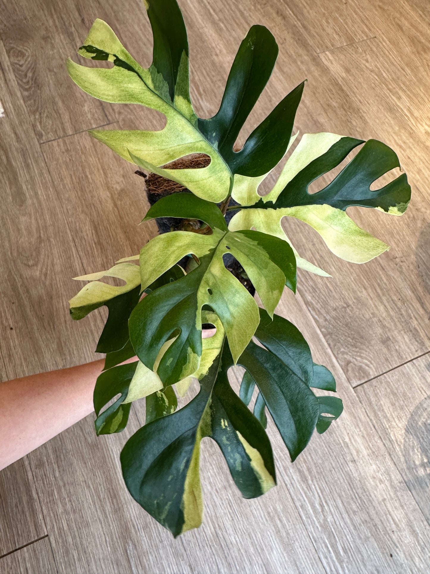 Rhaphidophora Tetrasperma Variegated,  Mini Monstera variegated- 4"