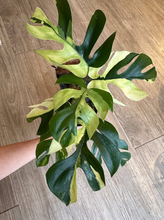 Rhaphidophora Tetrasperma Variegated,  Mini Monstera variegated- 4" pot with plank