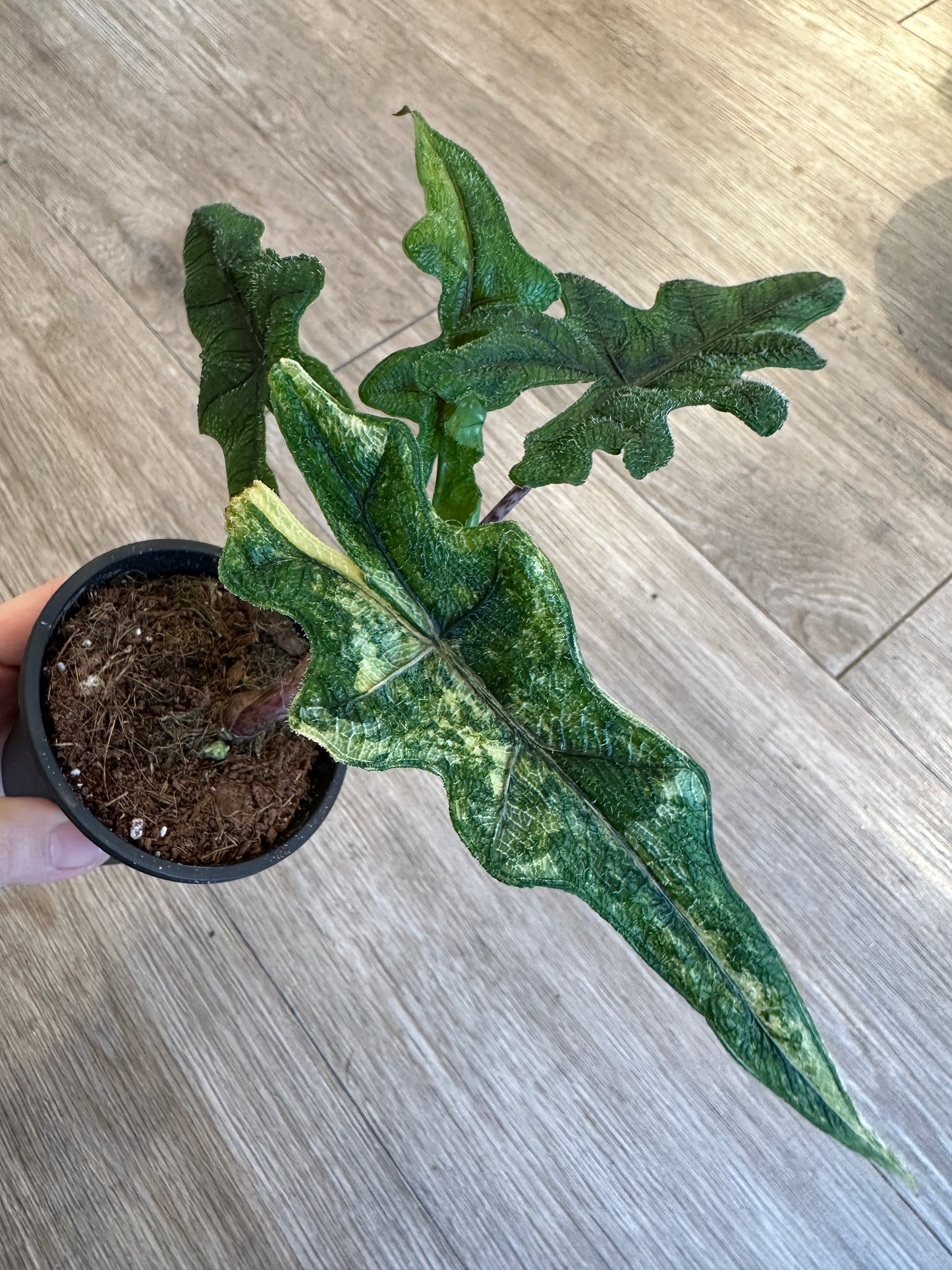 Alocasia Jacklyn Aurea Variegated - 3" pot