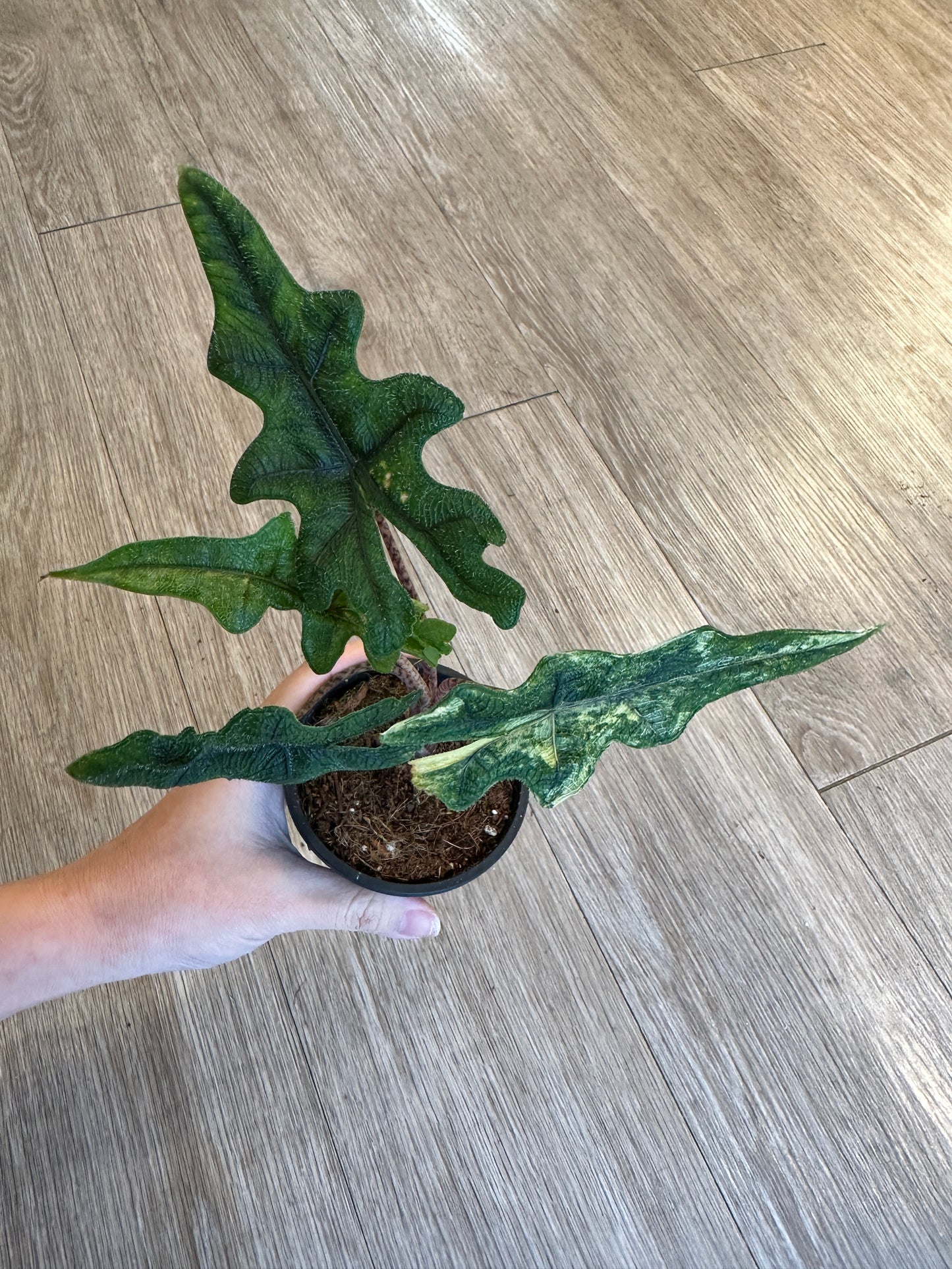 Alocasia Jacklyn Aurea Variegated - 3" pot