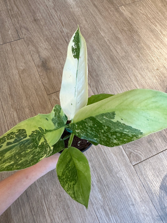 Philodendron Jose Buono High Variegation - 4" pot