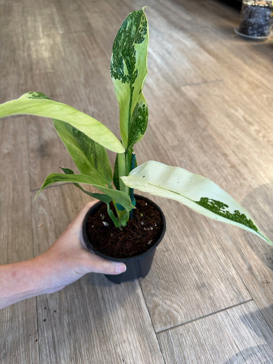 Philodendron Jose Buono High Variegation - 4" pot