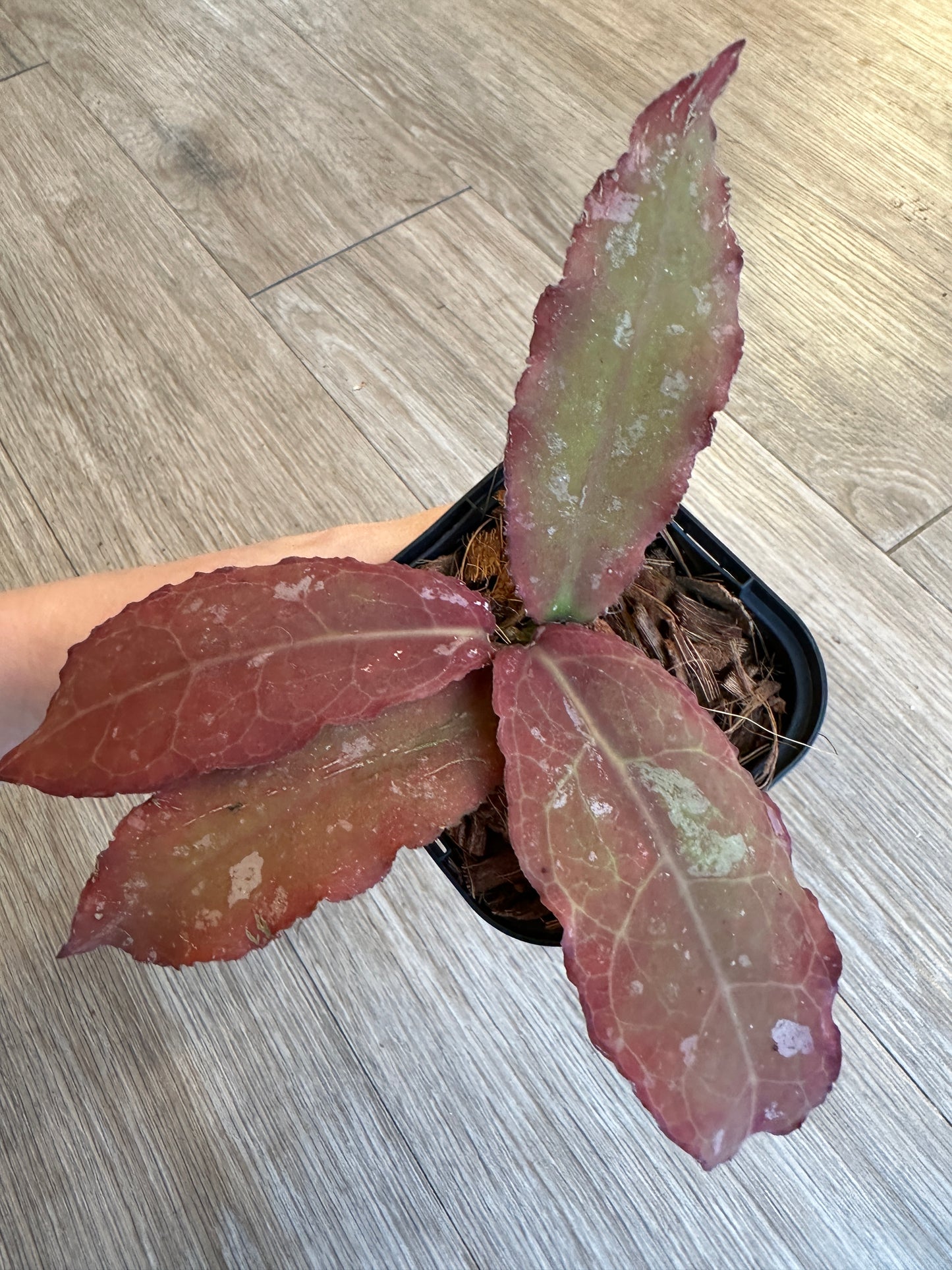 Hoya Undulata - 3" pot