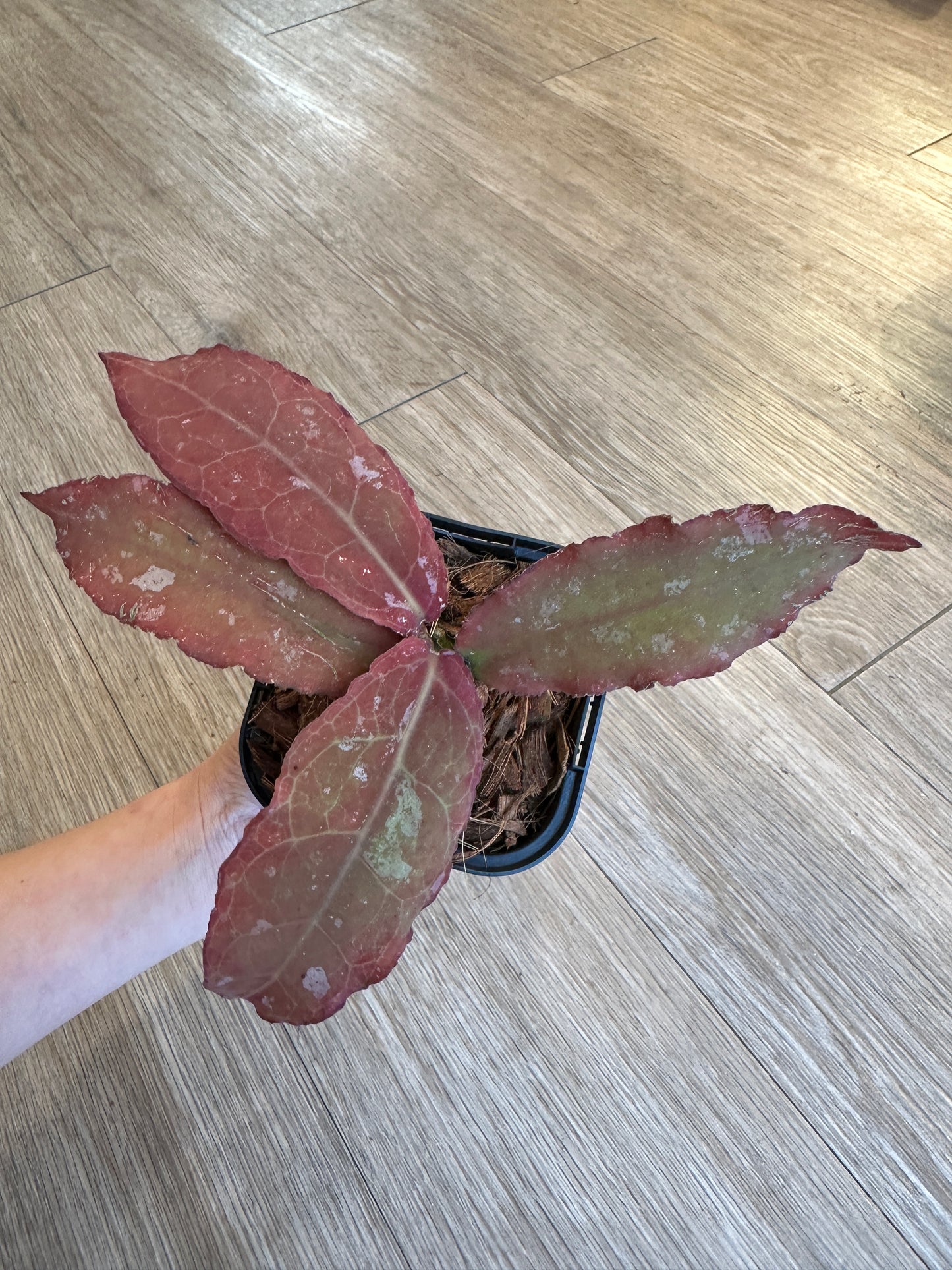 Hoya Undulata - 3" pot