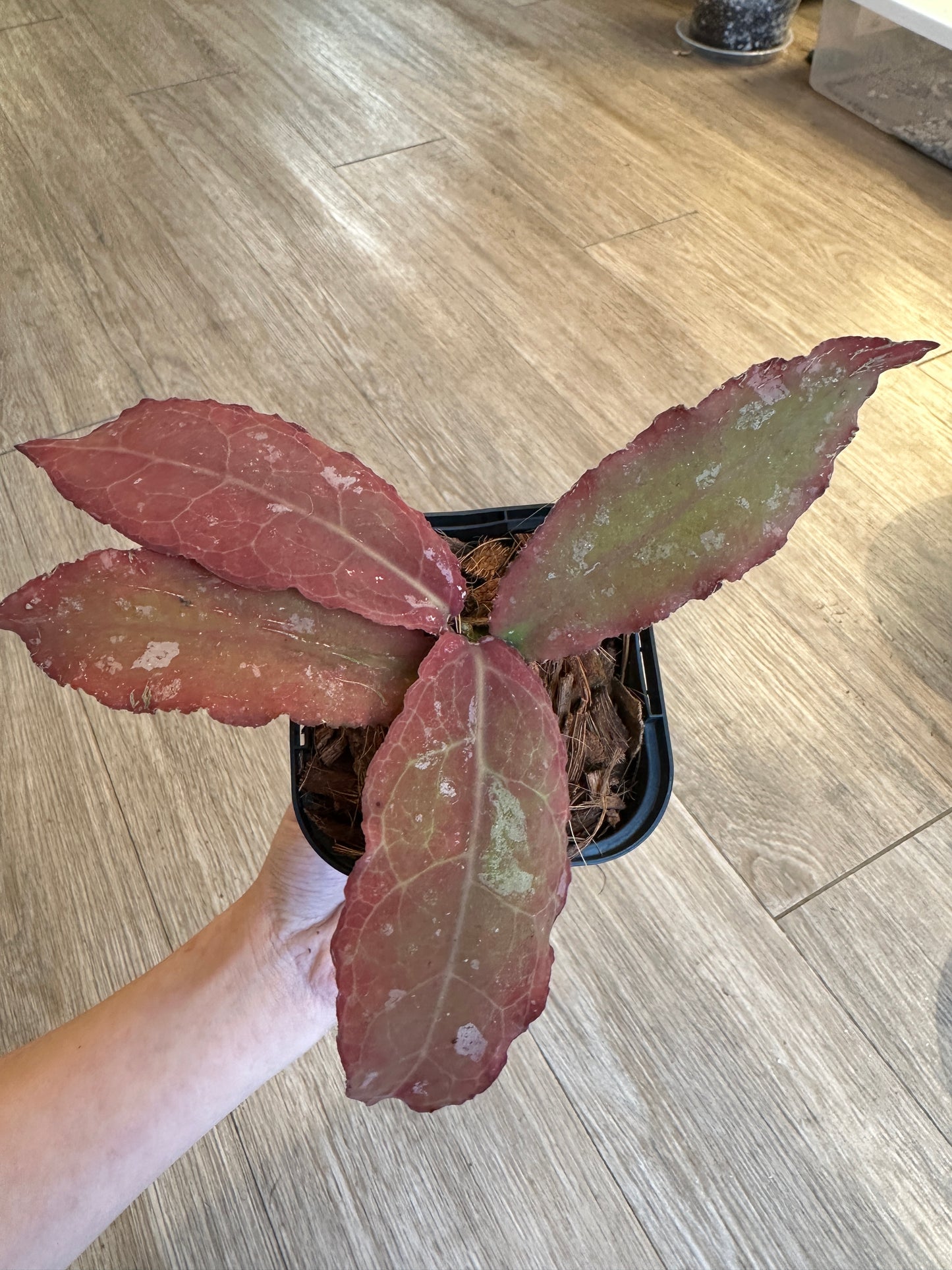 Hoya Undulata - 3" pot
