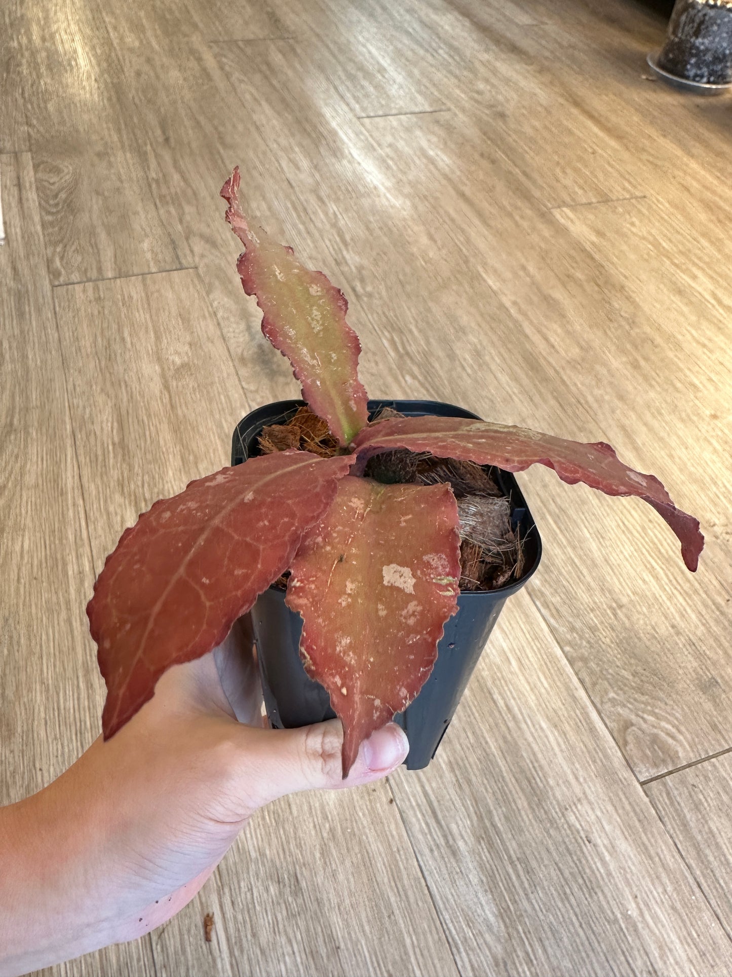 Hoya Undulata - 3" pot