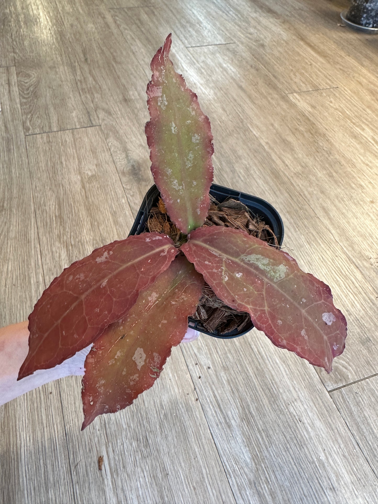 Hoya Undulata - 3" pot