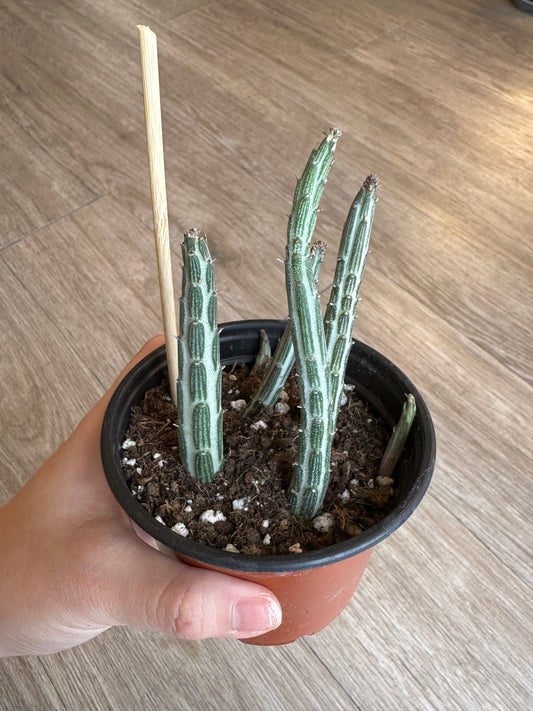 Pickle Plant, Senecio stapeliiformis, - 3.5" pot