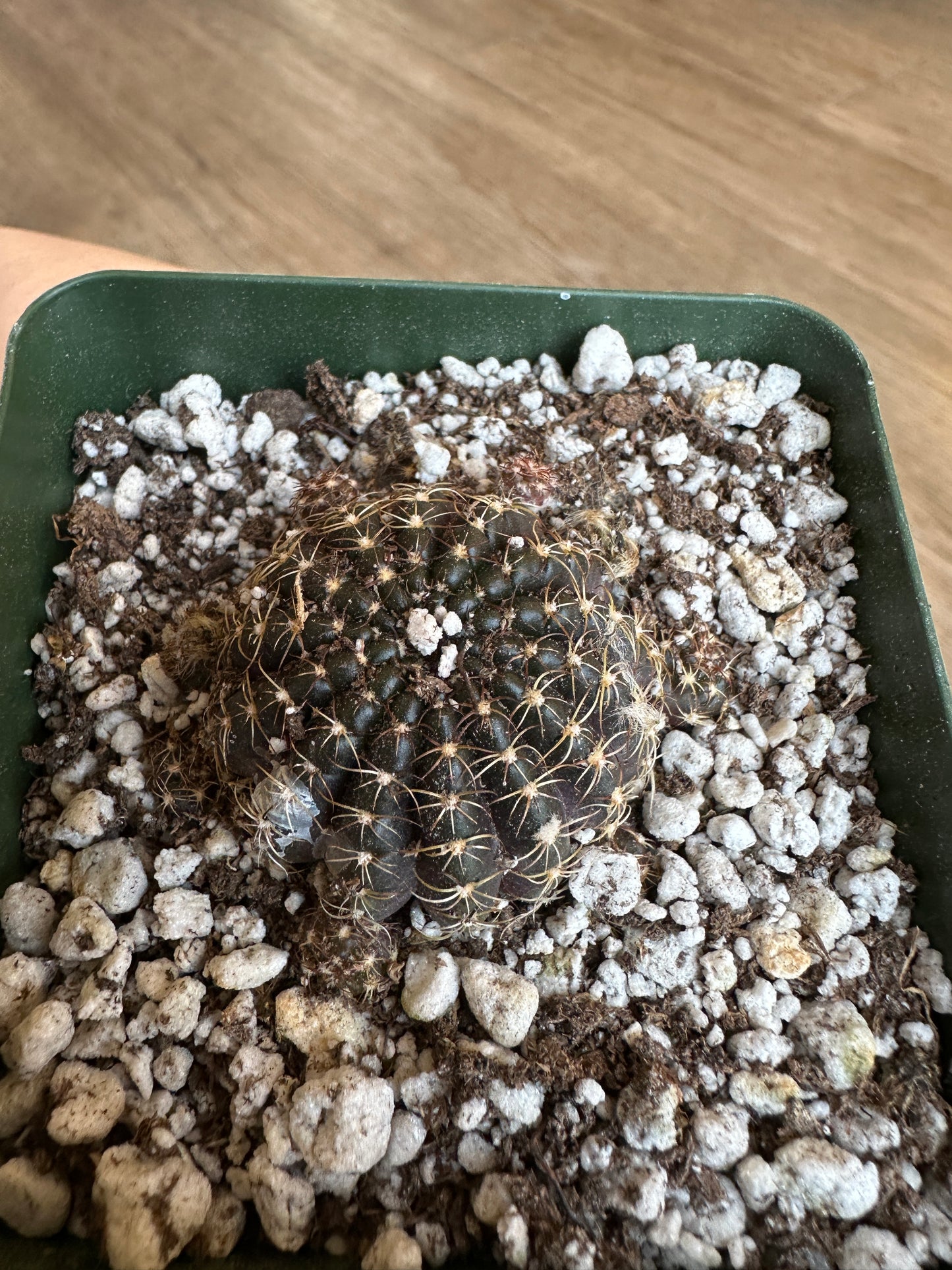 Black Spider Web Cactus, Lobivia Arachnacantha, - 3.5" pot