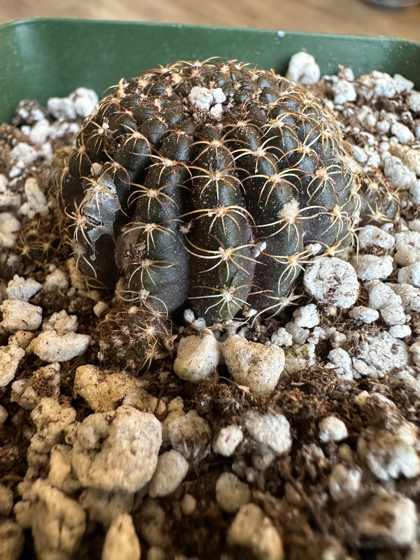 Black Spider Web Cactus, Lobivia Arachnacantha, - 3.5" pot