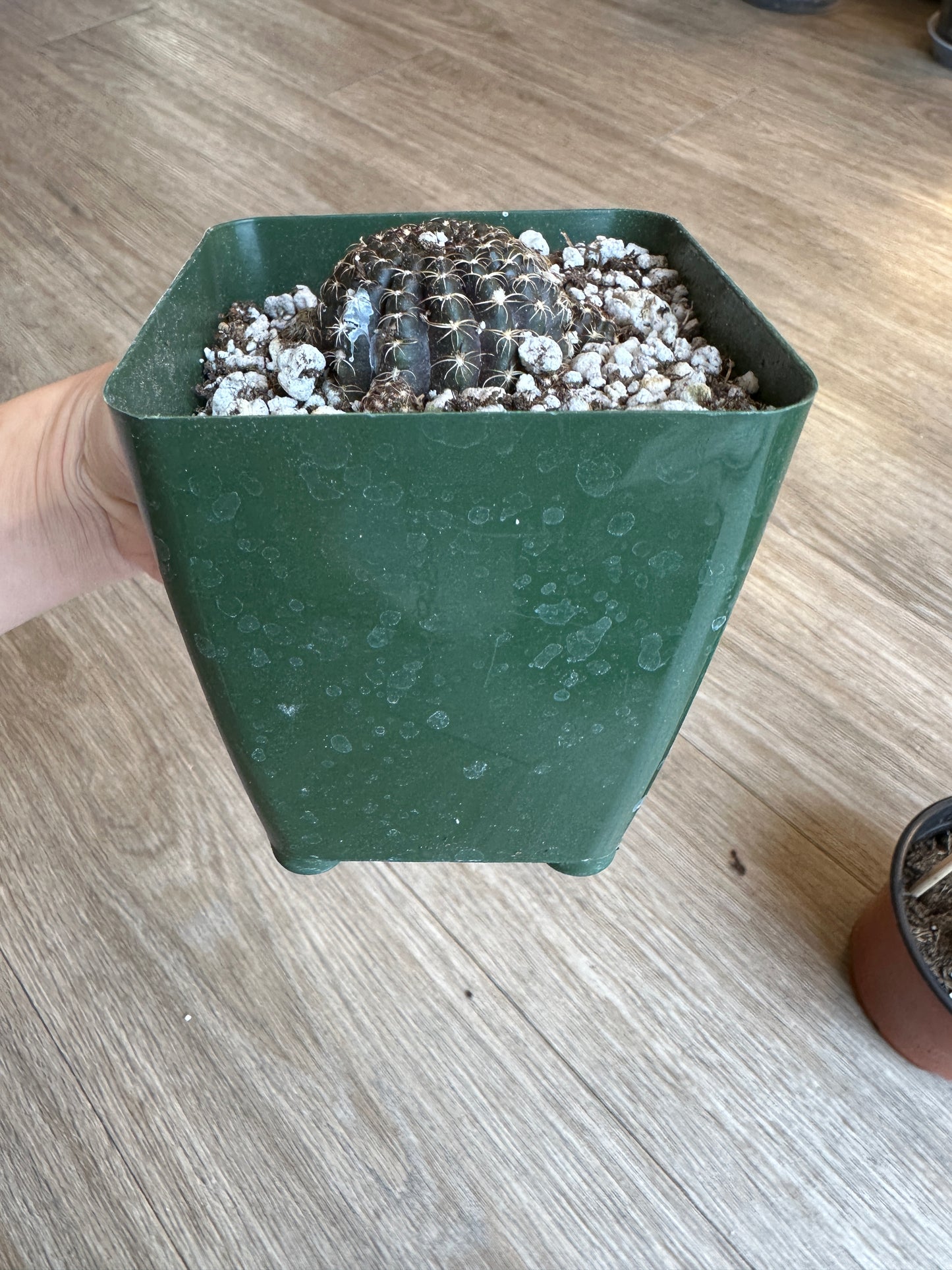 Black Spider Web Cactus, Lobivia Arachnacantha, - 3.5" pot