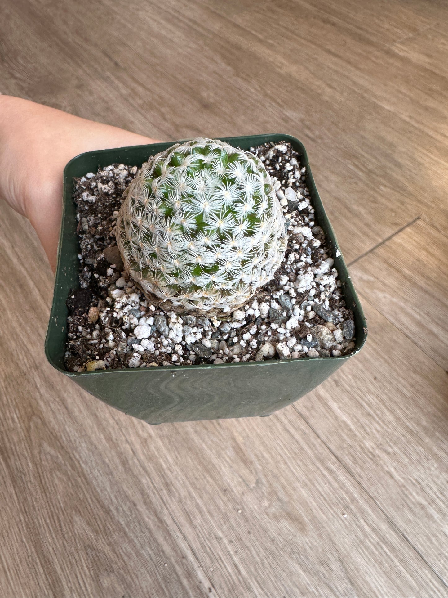 Mammillaria Duwei Cactus - 3.5" pot