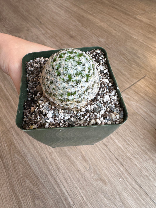 Mammillaria Duwei Cactus - 3.5" pot