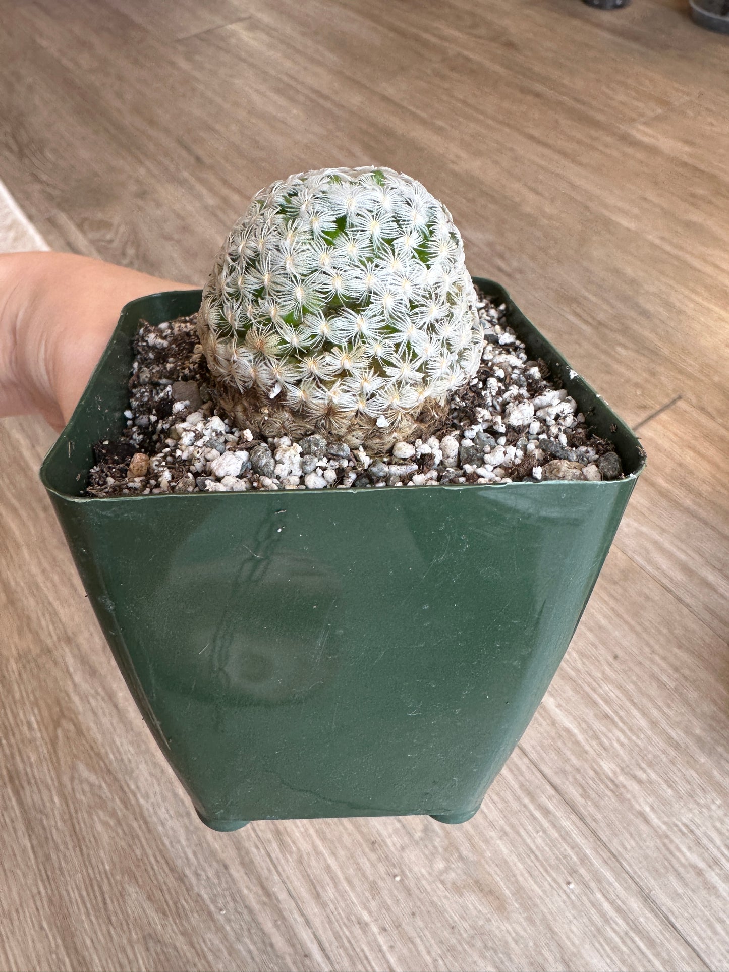 Mammillaria Duwei Cactus - 3.5" pot