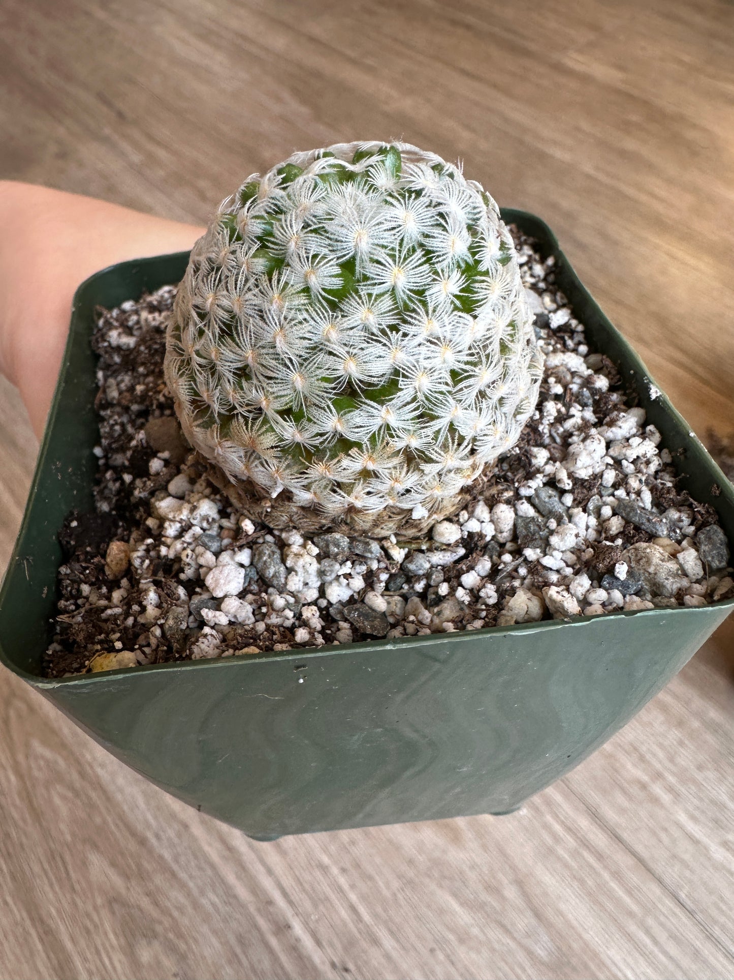 Mammillaria Duwei Cactus - 3.5" pot