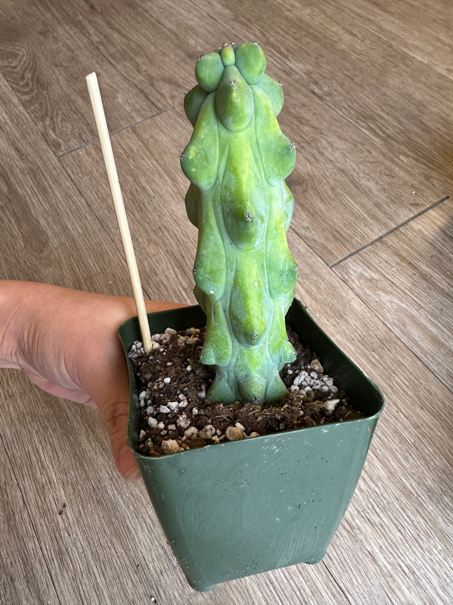 Boobie Cactus, Myrtillocactus geometrizans - 4" pot