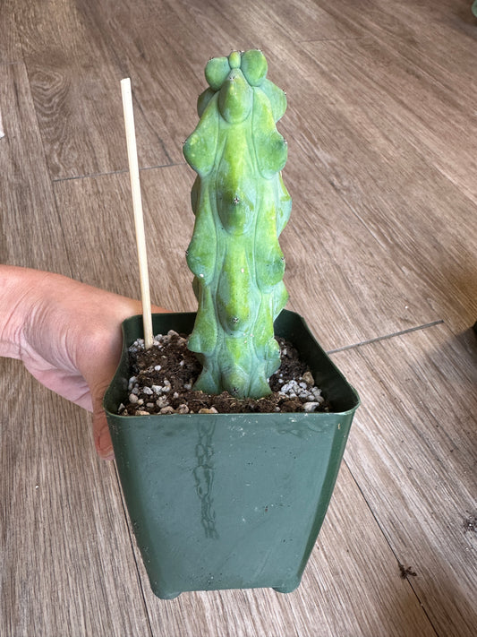 Boobie Cactus, Myrtillocactus geometrizans - 4" pot