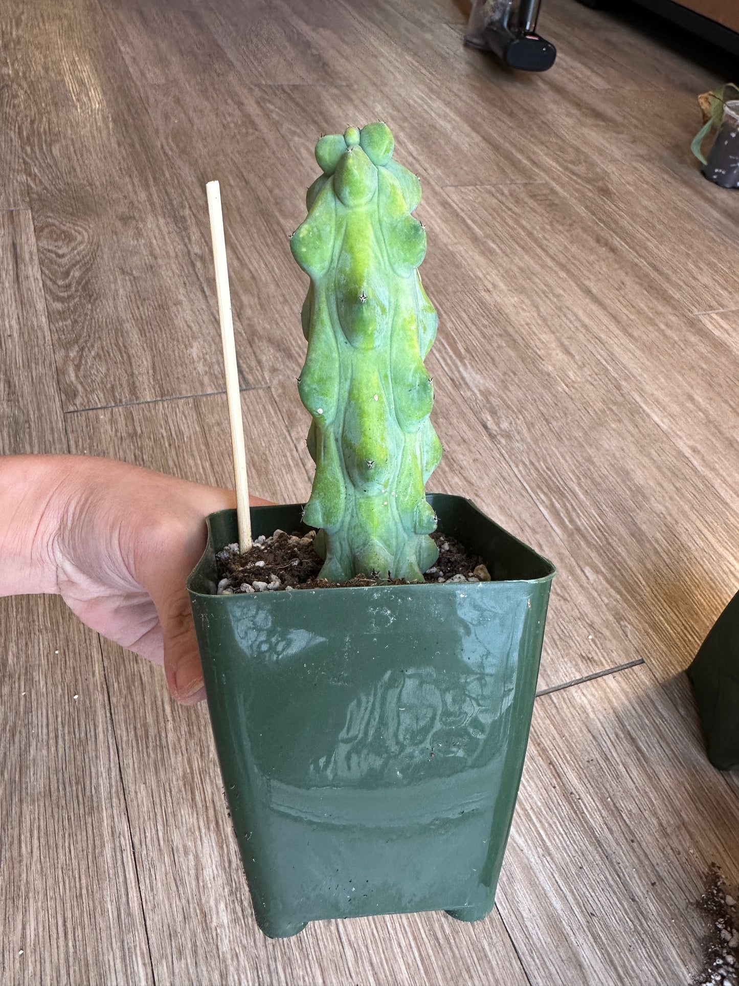 Boobie Cactus, Myrtillocactus geometrizans - 4" pot