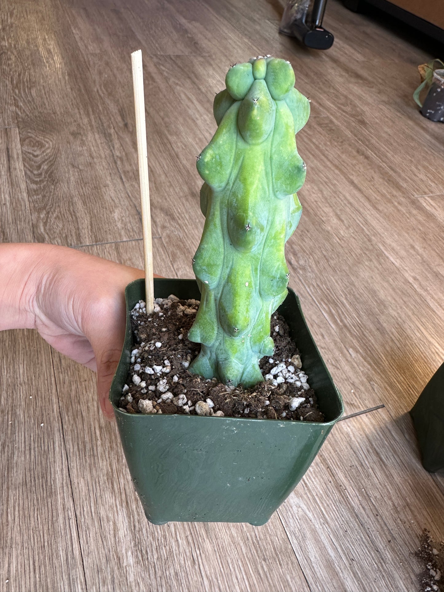 Boobie Cactus, Myrtillocactus geometrizans - 4" pot