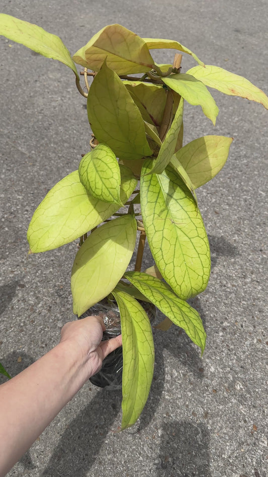 Hoya vitellinoides 5" with trellis