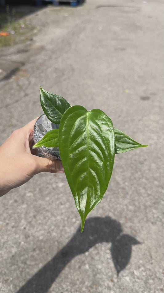 Anthurium Veitchii 3"