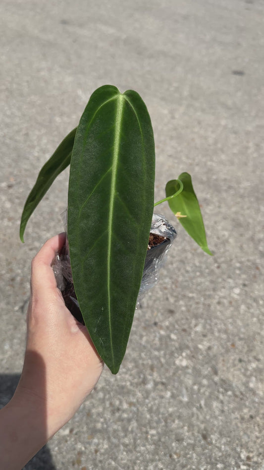 Anthurium warocqueanum ‘Dark Queen’ 4"