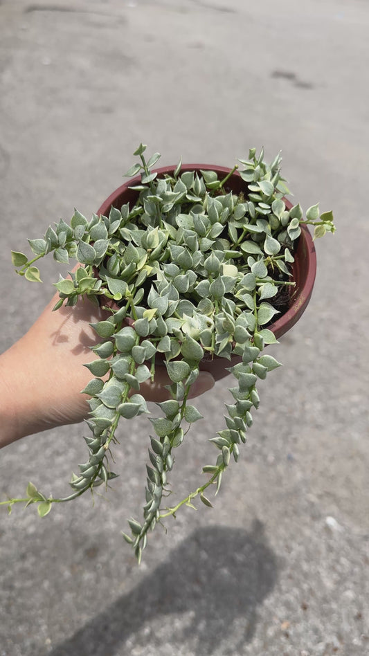 Dischidia 'Million Hearts' variegated 4”