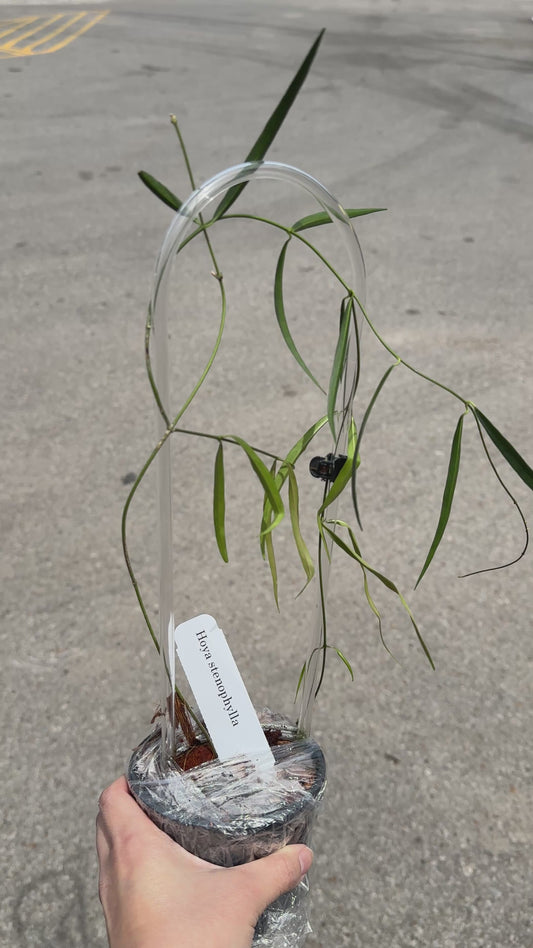 Hoya stenophylla 4"
