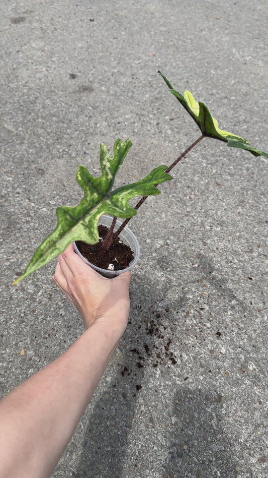 Alocasia Jacklyn Aurea Variegated 4"