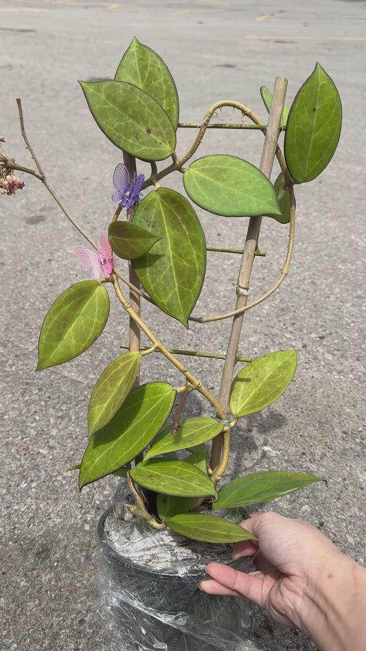 Hoya Patcharawalai 023 (H. icensis) 5"